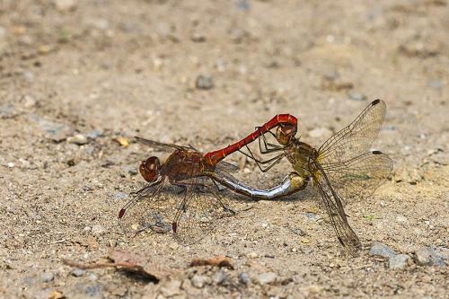 Sympetrum meridionale