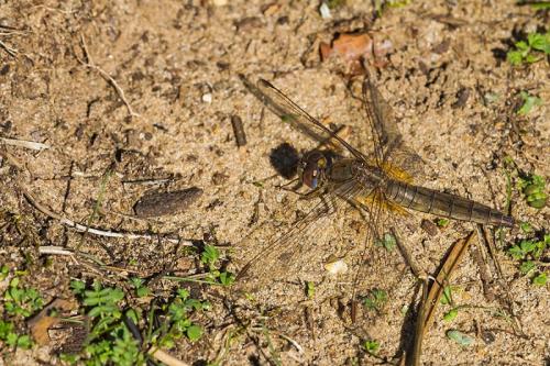 Crocothemis erythraea