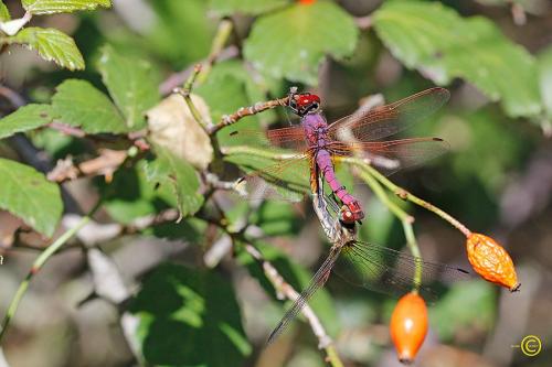 Trithemis annulata