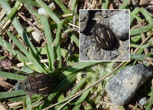 Réf. 150 185 : Odontoscelis sp.