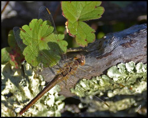 Sympetrum meridionale