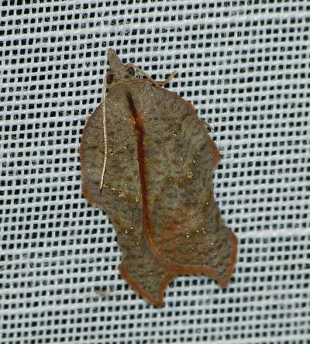 Réf. 150 973 : Acleris emargana