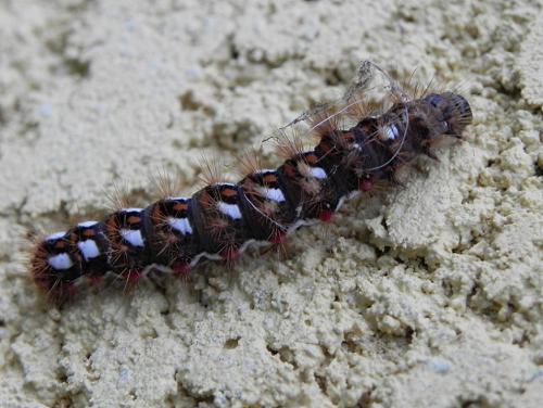 Acronicta rumicis