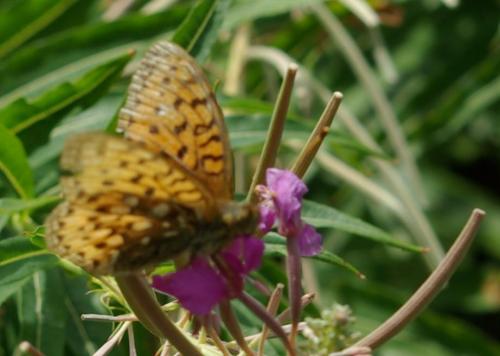 Argynnis aglaja