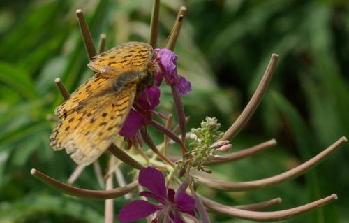 Argynnis aglaja