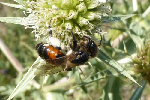 Andrena rosae