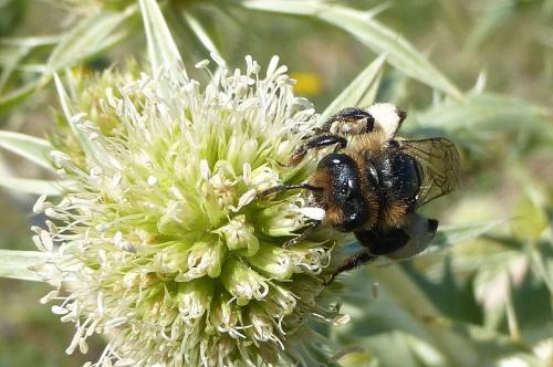 Andrena rosae