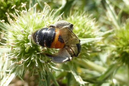 Andrena rosae