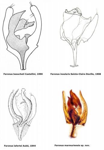 Réf. 150 000 : Faronus besucheti