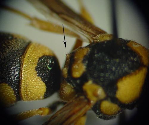 Antepipona deflenda