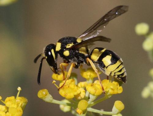 Allodynerus floricola