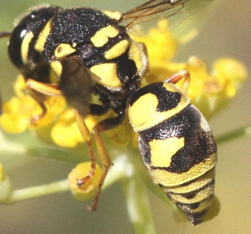 Allodynerus floricola