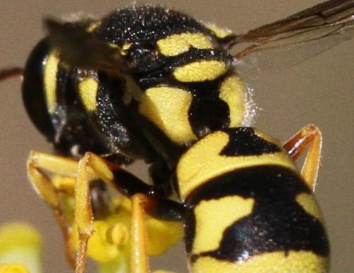 Allodynerus floricola