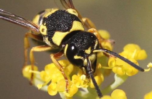 Allodynerus floricola