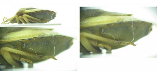 Antheminia pusio