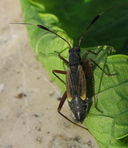 Aphanosoma italicum