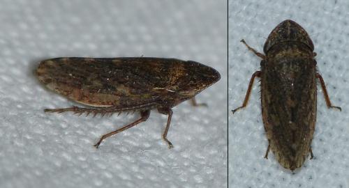Aphrodes sp.