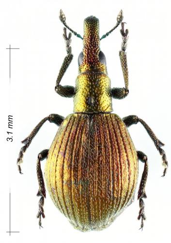 Réf. 150 402 : Pseudaplemonus limonii