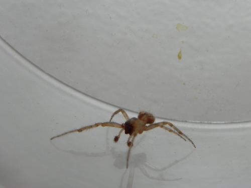 Zygiella x-notata