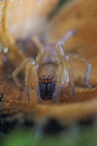 Réf. 150 063 : Clubiona sp.