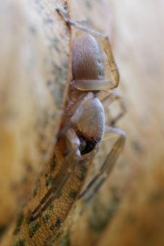 Réf. 150 064 : Clubiona sp.
