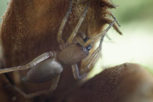 Clubiona sp.