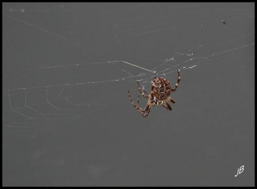 Larinioides sclopetarius
