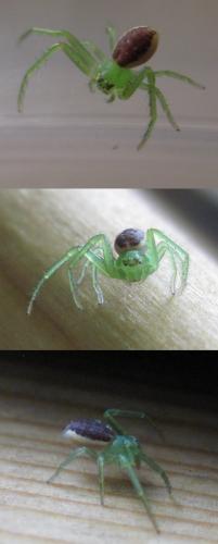 Réf. 150 971 : Diaea dorsata