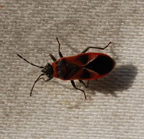 Arocatus sp.