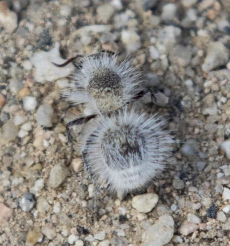 Dasymutilla sp.
