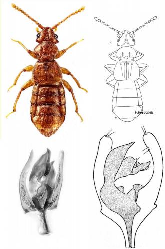 Réf. 150 013 : Faronus besucheti