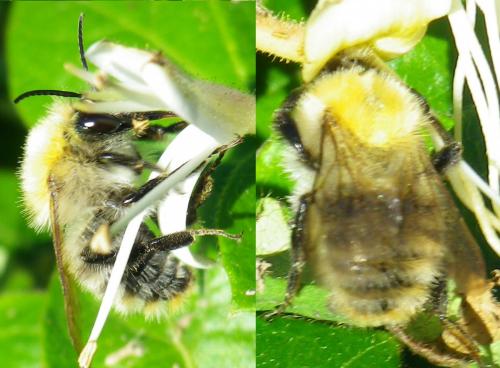 Bombus sp.
