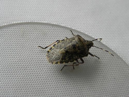 Rhaphigaster nebulosa