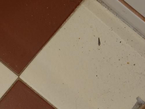 Lepisma saccharina