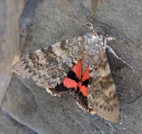Réf. 150 953 : Catocala elocata