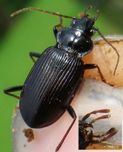 Nebria brevicollis