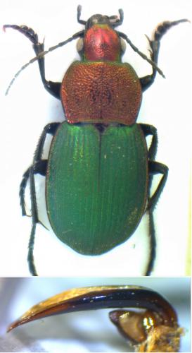 Réf. 150 075 : Dinodes dives gallaecianus
