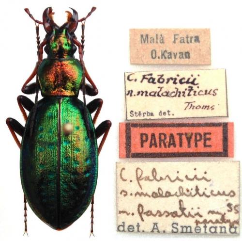 Carabus fabricii