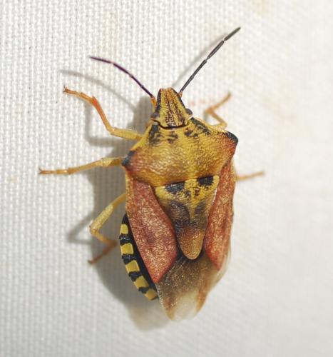 Carpocoris purpureipennis