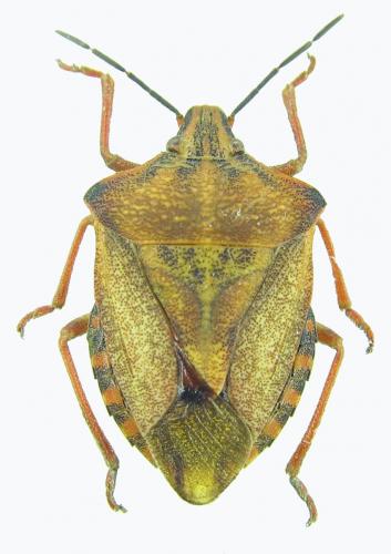 Carpocoris mediterraneus mediterraneus