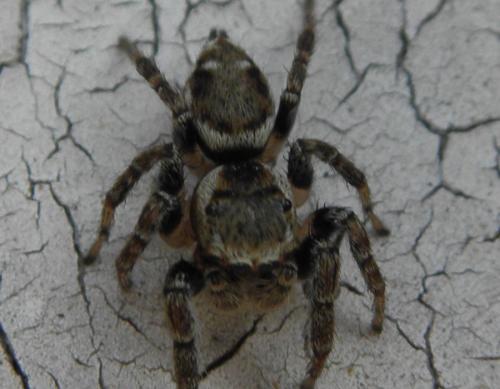 Evarcha falcata