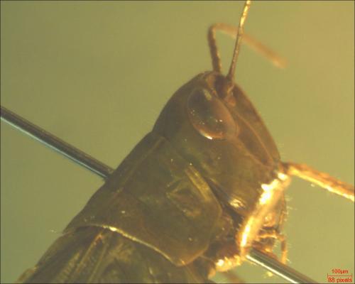 Chorthippus dorsatus dorsatus