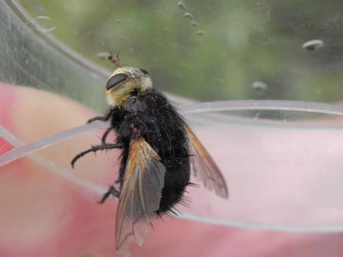 Réf. 150 616 : Tachina grossa