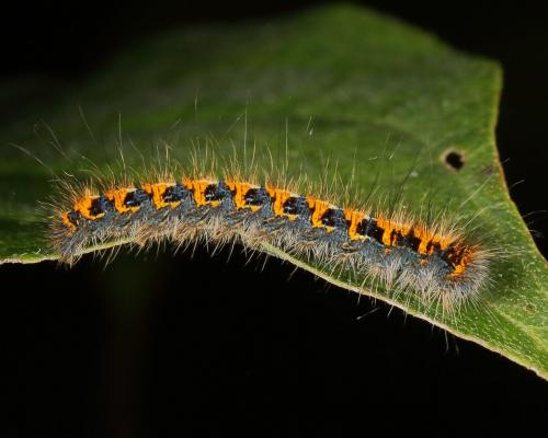 Lasiocampa quercus