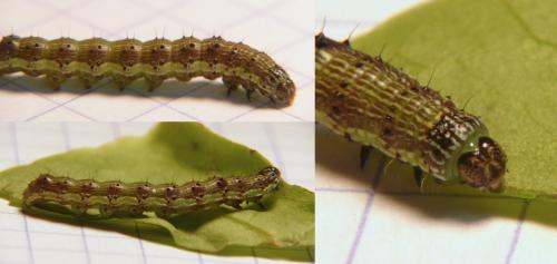 Helicoverpa armigera