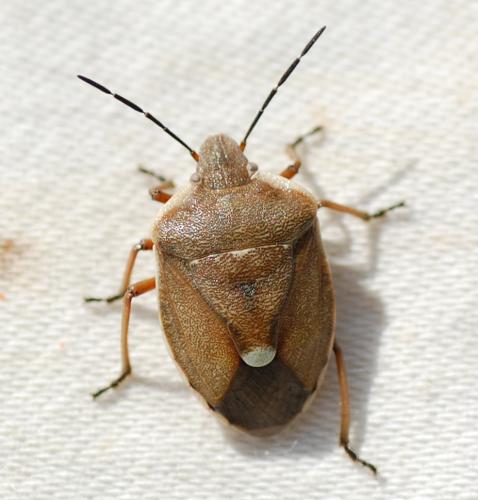 Chlorochroa pinicola