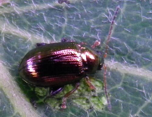 Réf. 150 283 : Crepidodera aurea