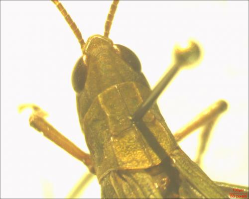 Chorthippus dorsatus dorsatus