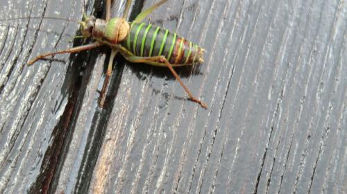 Ephippiger diurnus diurnus