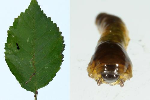 Caliroa cerasi